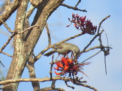 Stomiopera unicolor