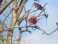 Stomiopera unicolor
