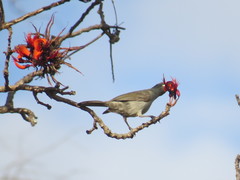 Stomiopera unicolor