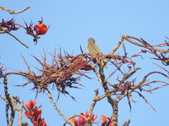 Stomiopera unicolor