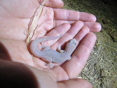 Gehyra australis