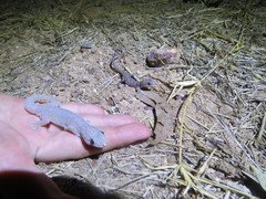Gehyra australis