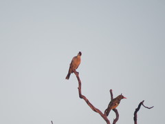 Philemon argenticeps