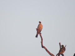 Philemon argenticeps