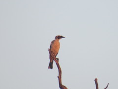 Philemon argenticeps