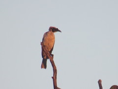 Philemon argenticeps