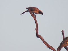 Philemon argenticeps