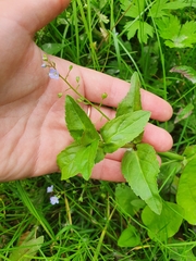 Veronica americana
