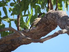 Philemon argenticeps