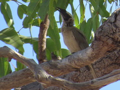 Philemon argenticeps