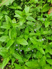 Veronica americana