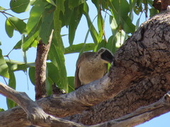 Philemon argenticeps
