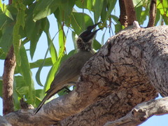 Philemon argenticeps