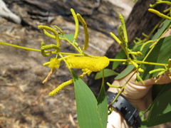 Acacia difficilis
