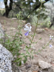 Trichostema arizonicum