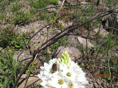 Trichostetha capensis capensis