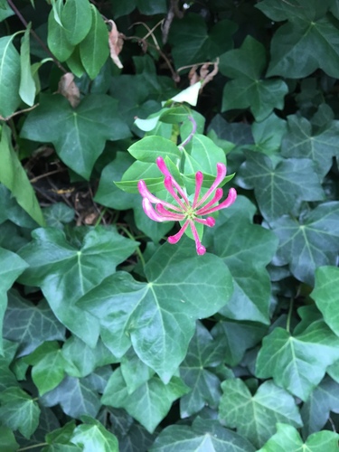 Lonicera periclymenum