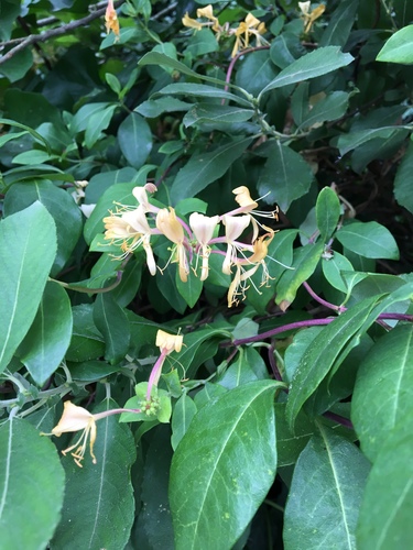 Lonicera periclymenum