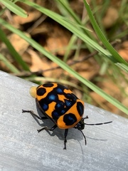 Poecilocoris druraei