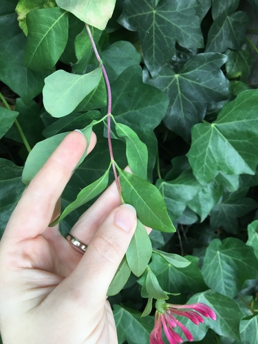 Lonicera periclymenum