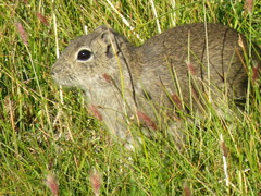 Microcavia australis