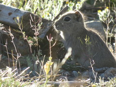 Microcavia australis