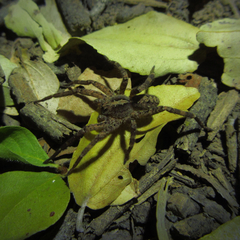 Centroctenus brevipes