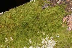 Hypnum cupressiforme filiforme