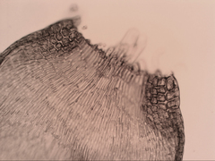 Hypnum cupressiforme filiforme