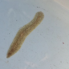 Enchiridium punctatum