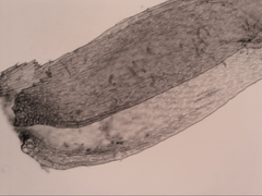 Hypnum cupressiforme filiforme