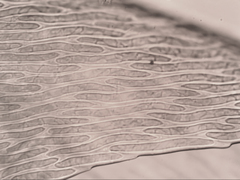 Hypnum cupressiforme filiforme