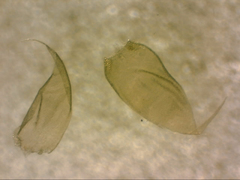 Hypnum cupressiforme filiforme