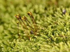 Hypnum cupressiforme filiforme