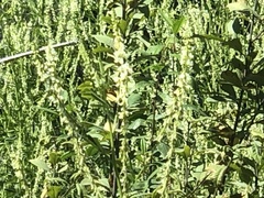 Pedicularis bracteosa