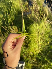 Dulichium arundinaceum