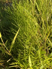 Dulichium arundinaceum