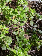 Arctostaphylos uva-ursi