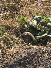 Thomomys