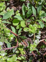 Arctostaphylos uva-ursi
