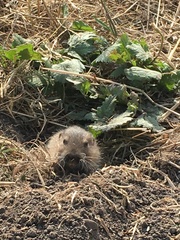 Thomomys