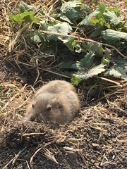 Thomomys