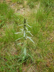 Omalotheca sylvatica