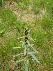 Omalotheca sylvatica