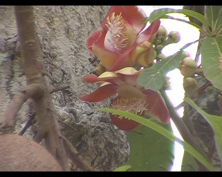 cannonball tree from Summit Park, Paraíso, Panama on April 5, 2002 at