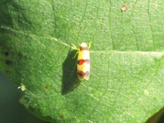 Erythroneura integra