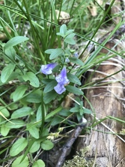 Scutellaria antirrhinoides