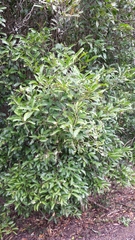 Capparis arborea