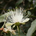 Brush Caper Berry - Photo (c) Heather Knowles, some rights reserved (CC BY-NC), uploaded by Heather Knowles