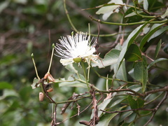 Capparis arborea